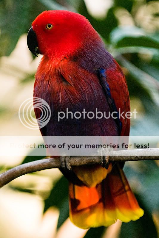 Colorful-Bird-2.jpg