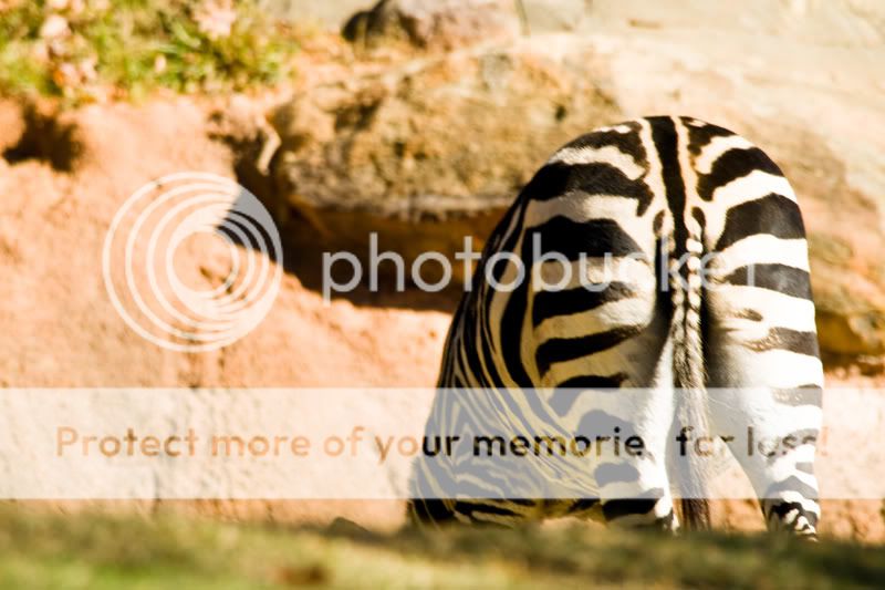 Conspiracy-Zebra.jpg