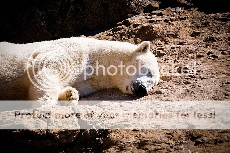 NC-Zoo-232-Edit-800.jpg