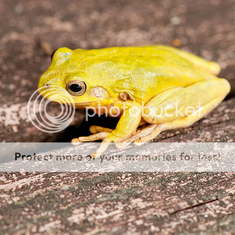 YellowTreeFrog1.jpg