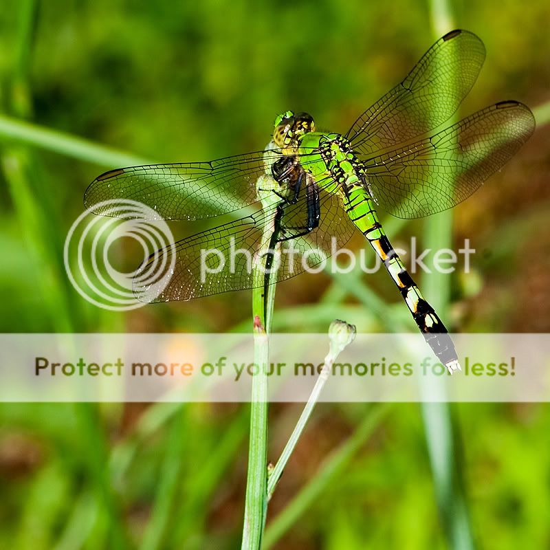 dragonfly1-1.jpg