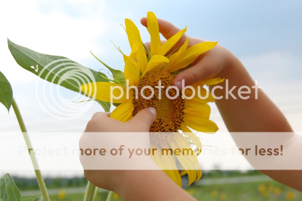 handsonsunflower.jpg