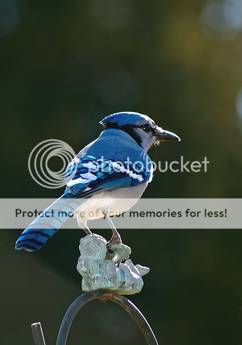 bluejay-1.jpg