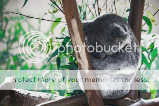 Koala.jpg