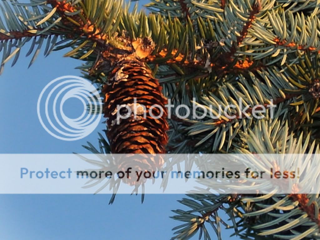 pinecone.jpg