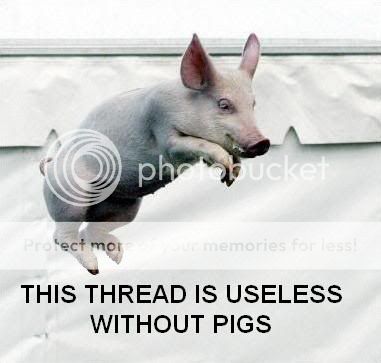 THREAD-PIGS.jpg