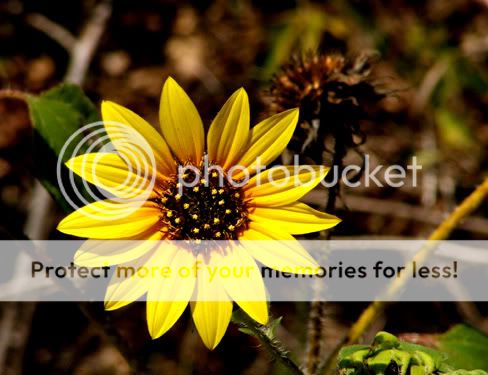 2006-09-06-Sunflower.jpg