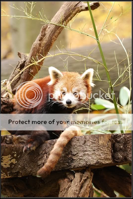 RedPanda3.jpg