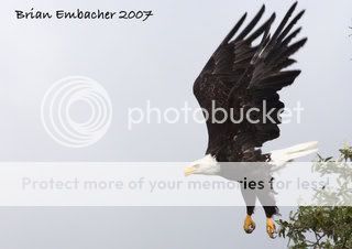 eagle2.jpg