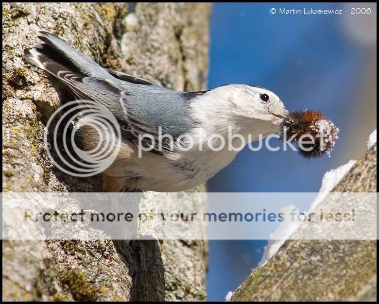 WhiteBreastedNuthatchwithlunch5a.jpg