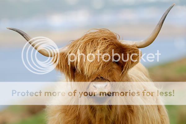 _D2N5426_highland_cattle.jpg