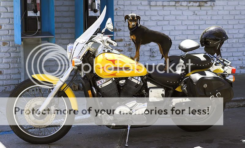 dogbike.jpg