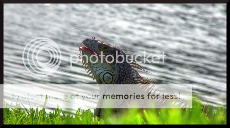 Iguana-ToneMapped-Cropped-Leveled-l.jpg