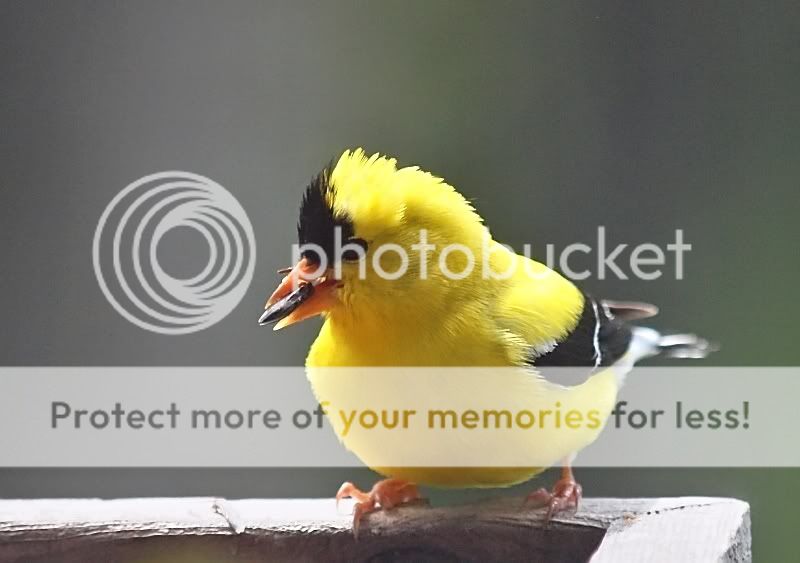 Goldfinchpunkhair-1.jpg