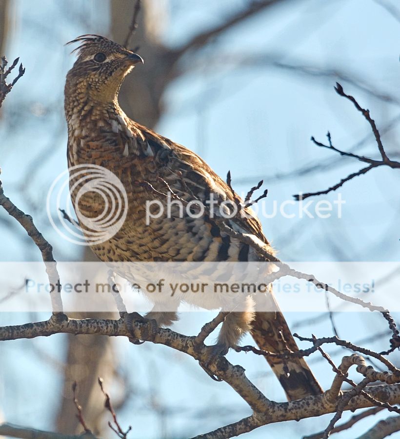 Ruffedgrouse_zpsee0715f0.jpg