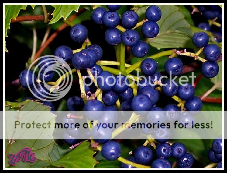 berries.jpg