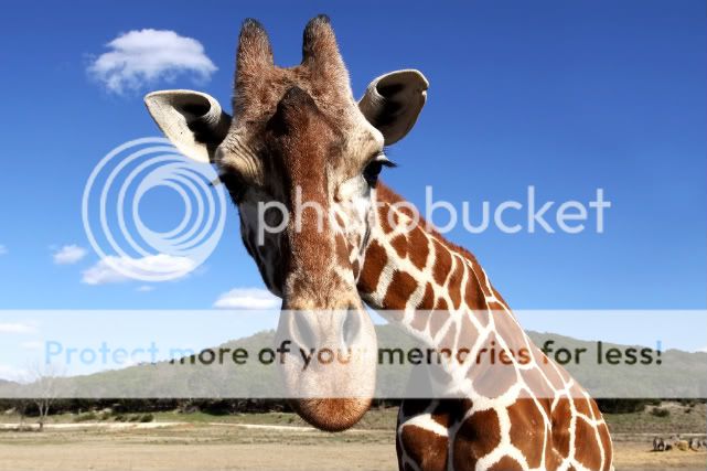 giraffe2.jpg