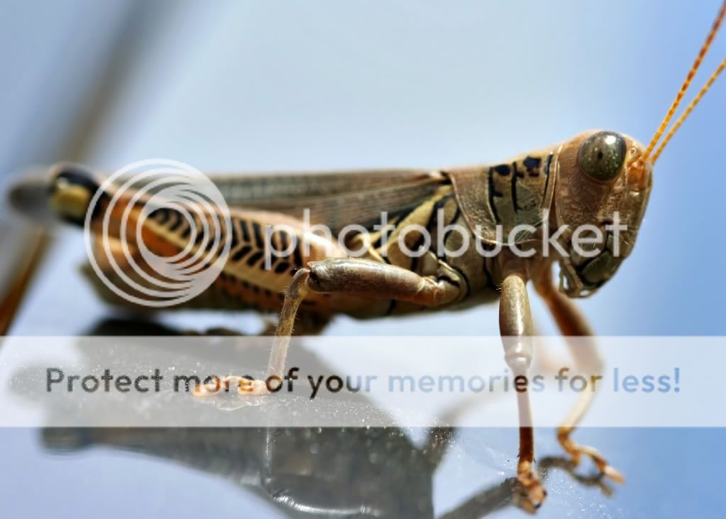 grasshopper2.jpg