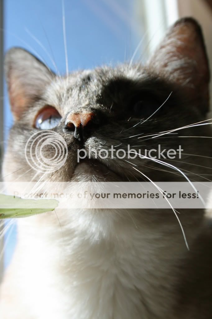 petphotos020.jpg