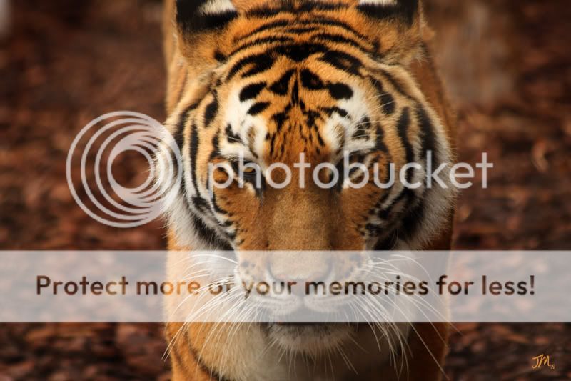 Tiger-ToledoZoo-200811.jpg