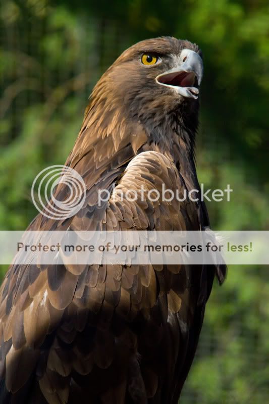 GoldenEagle.jpg