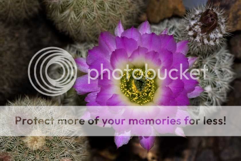 cactusflower1.jpg