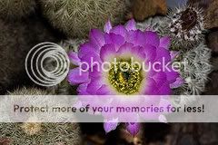 cactusflowers.jpg