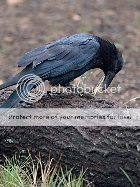 raven.jpg