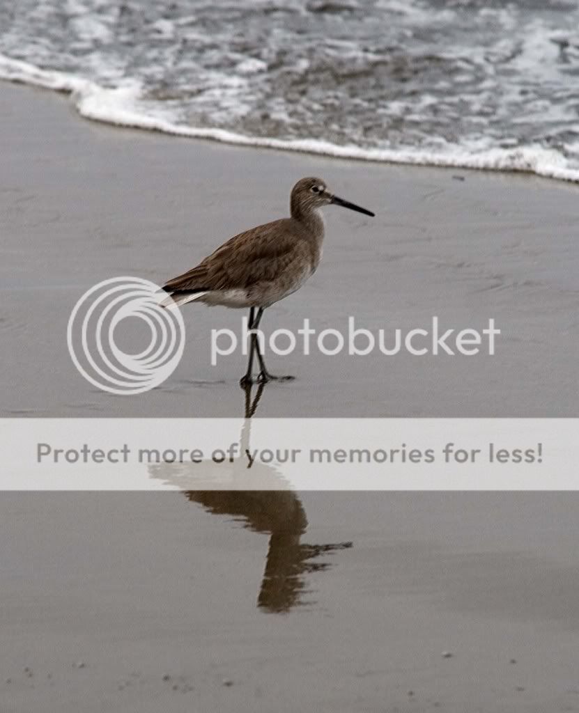 shorebird-1.jpg