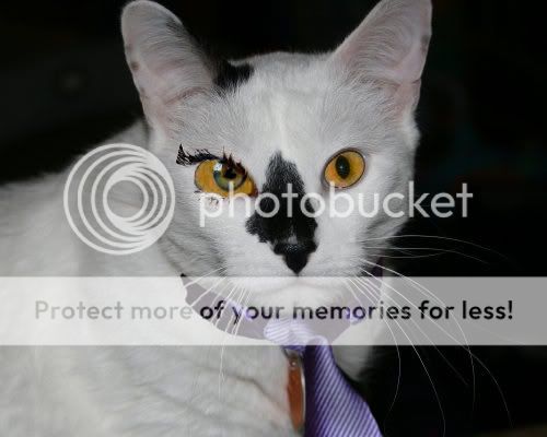 photodonkeycat.jpg