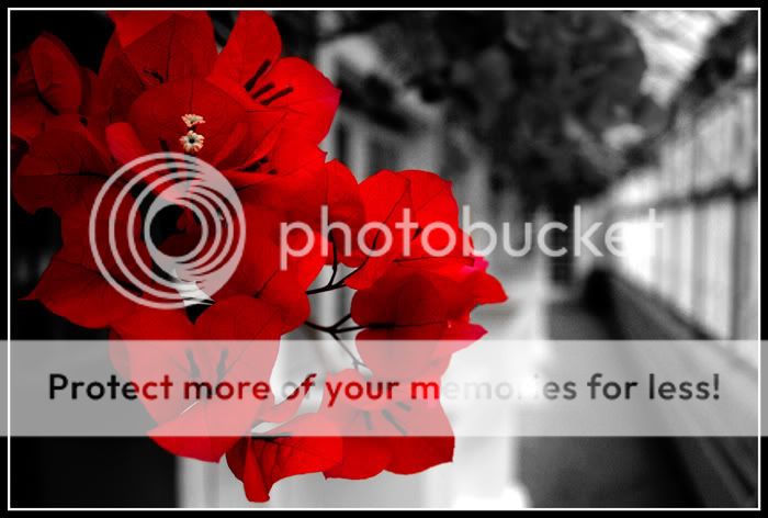 redflower2.jpg