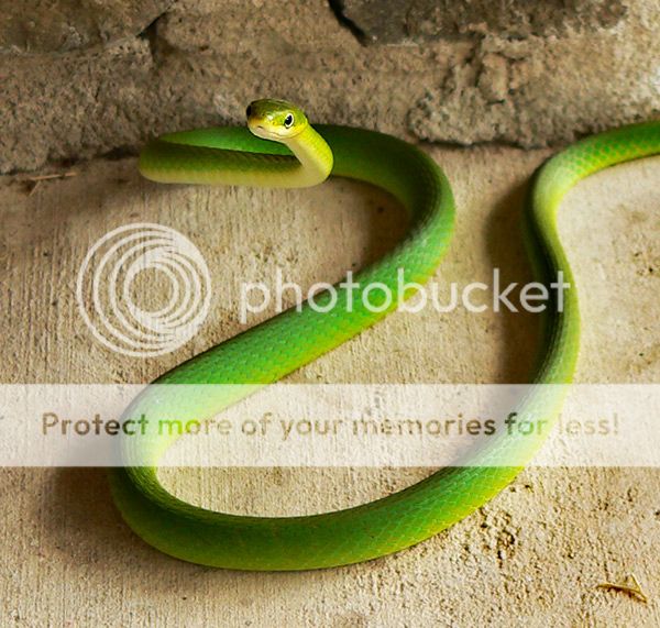 snake1.jpg