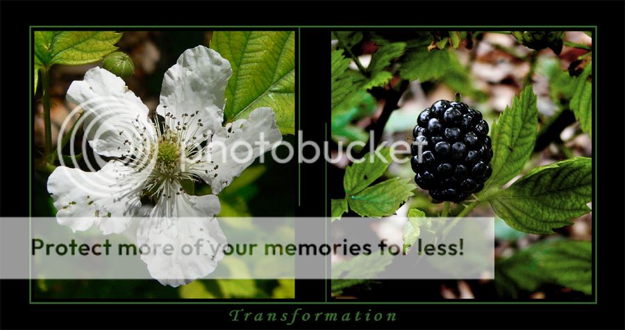 blackberryplant.jpg