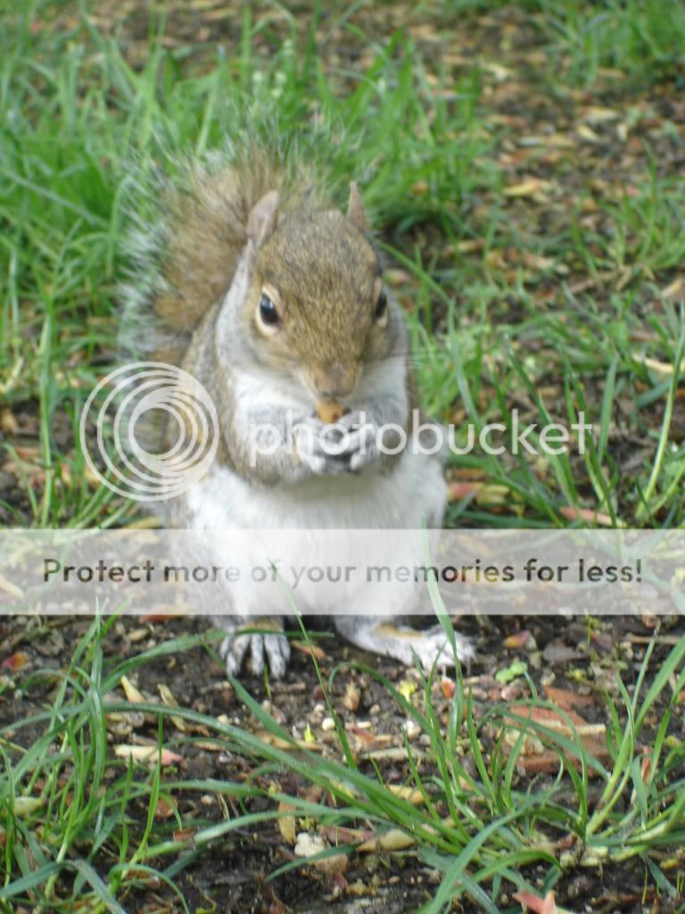 squirrells035.jpg