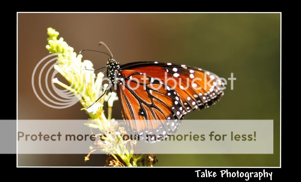 Butterfly02Watermark.jpg
