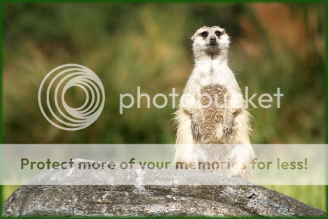 Meercat.jpg