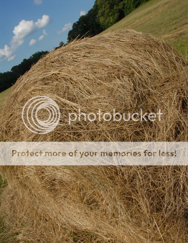 haystack.jpg