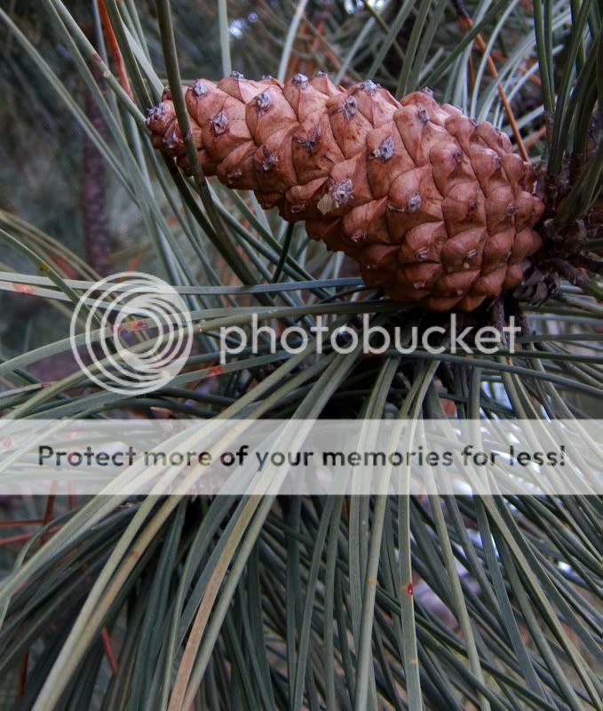 pinecone1.jpg