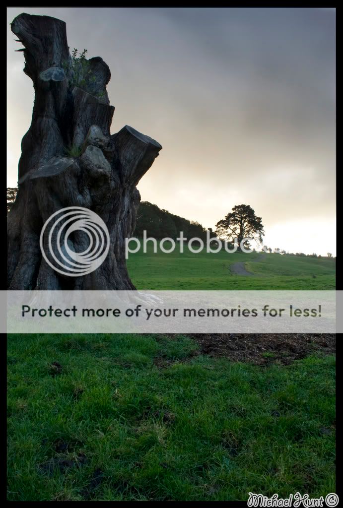 TreeStump003.jpg