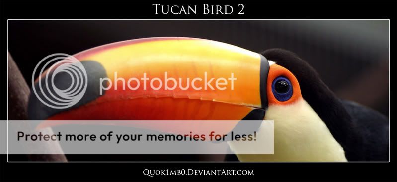 tucanbird2.jpg