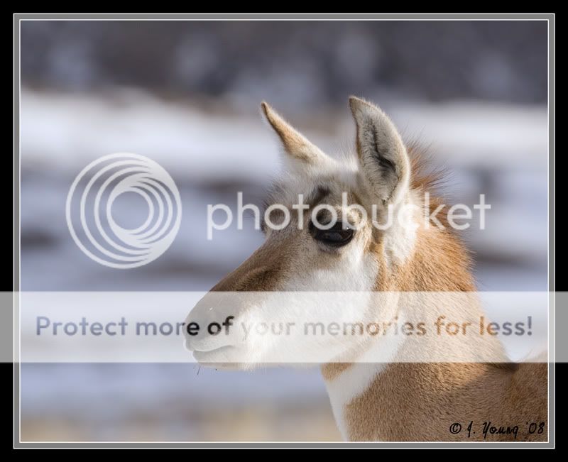 Antelope-closeup-022208-1.jpg
