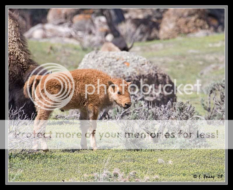 Bison-calf.jpg