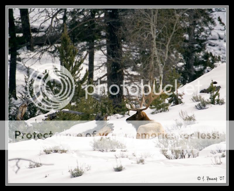 Bull-Elk-121407-1.jpg