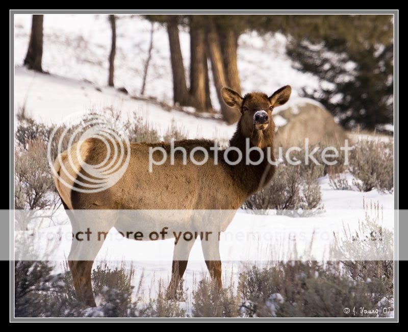 Cow-Elk-121407-1.jpg