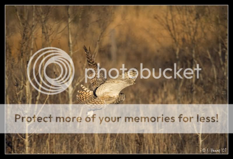 Great-Horned-Owl-in-flight.jpg