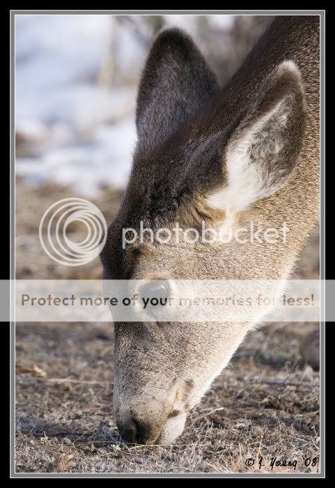 Mule-Deer-Doe-022208-1.jpg