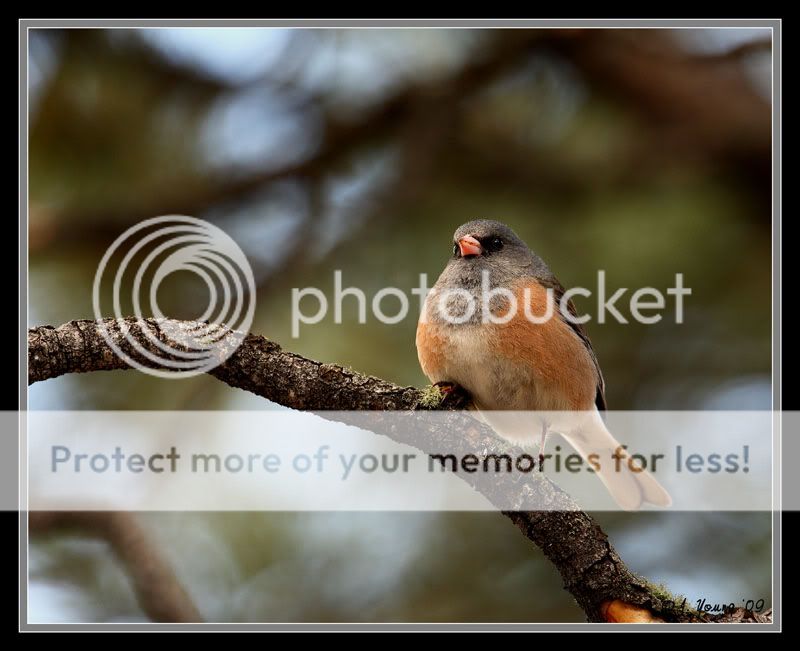 OregonJunco09-2.jpg