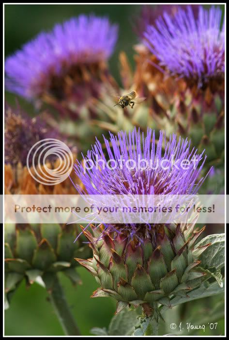 Thistle-Bee.jpg