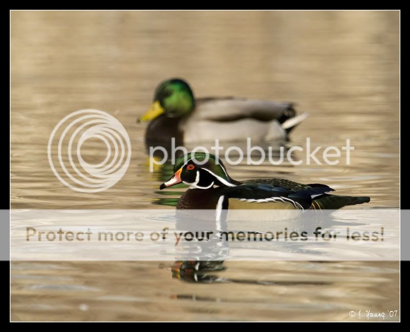 Wood-Duck-Drake-1.jpg