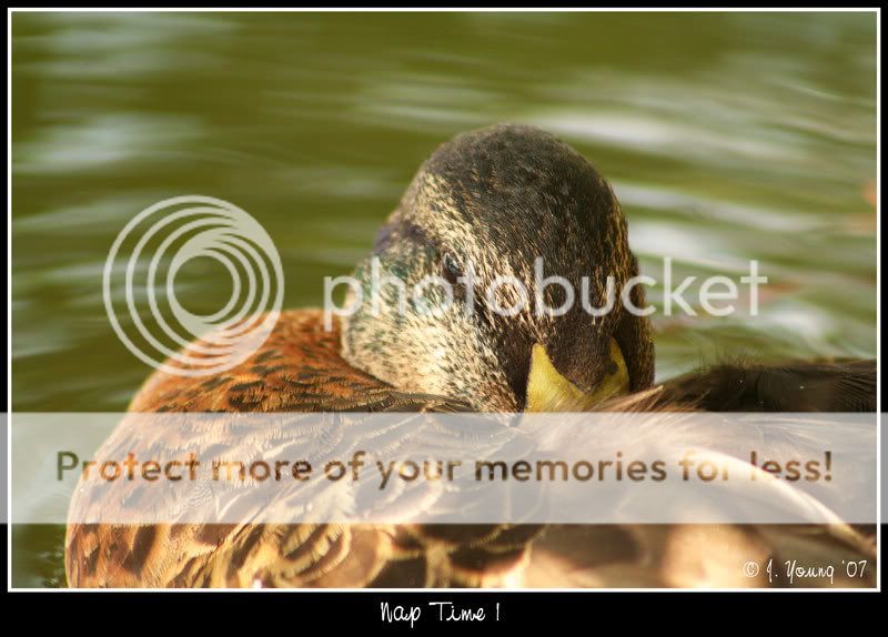 Young-Drake-Mallard-nap-2.jpg